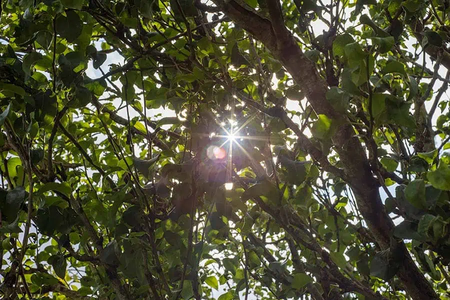 Sun-burst-through-tree-leaves-shot-with-a-Helios-44M-vinatge-lens-at-f16-on-a-Canon-R6-mirrorles-camera